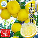 【ふるさと納税】先行予約 土佐の柑橘 土佐文旦 10kg 詰め合わせ ちょっと訳あり 家庭用 文旦 ぶんたん ブンタン 柑橘 高知県 高知 返礼品 故郷納税 16000円 果物 くだもの フルーツ お取り寄せ 美味しい おいしい ご自宅用 規格外サイズ 傷 訳あり