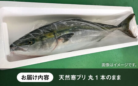 【お正月用】壱岐島産天然寒ブリ（13ｷﾛ台・丸もの）[JBS115]