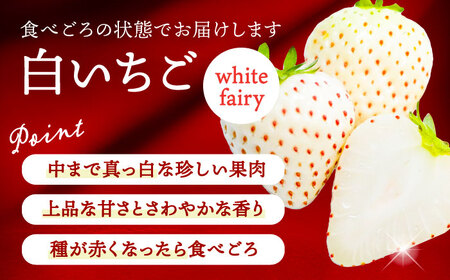【先行予約】 ＼毎年1月より順次発送／ 白いちご　White Fairy 20粒 果物 いちご フルーツ 愛西市 / くぼ苺農園 【配達不可：北海道・沖縄・離島】[AECJ017]