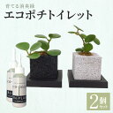 【ふるさと納税】観葉植物 ペペロミア ペペロミアプテオラータ ペペロミアアングラータ 2個 セット 消臭 グリーン エコポチ トイレット ギフト インテリア お洒落