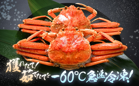 《冷凍》獲れたて!茹でたての越前セイコガニ大 ２杯を-60℃で急速冷凍しました![m17-a045]