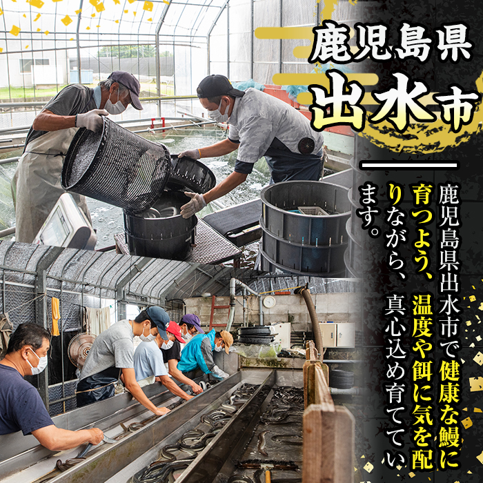 i505 鹿児島県産うなぎ蒲焼2尾セット(約140g×2・計約280g)【薩摩川内鰻】