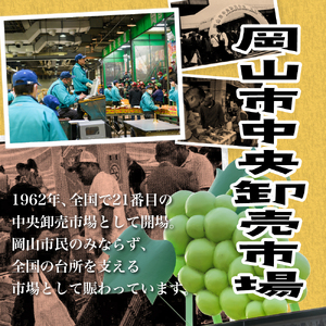 フルーツ 定期便 桃 シャインマスカット 先行予約 岡山の厳選フルーツ 定期便2回コース 岡山の白桃 6玉(1.6kg以上) シャインマスカット 晴王 2房(1房600g以上) 化粧箱入り ギフト 贈