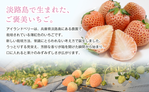 淡路島アイランドベリー　紅白いちご　淡雪/紅ほっぺ【2025