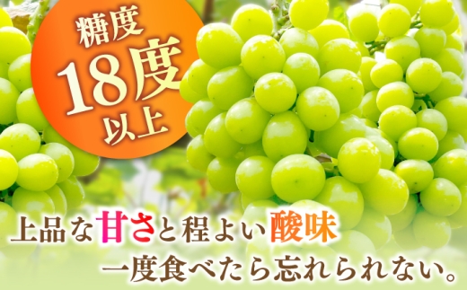 【2027年8月中旬～発送】【数量限定】【糖度18度以上】シャインマスカット 6房 3.6kg以上 （3房 1.8kg以上 × 2箱 / ぶどう ブドウ 葡萄 マスカット しゃいんますかっと フルーツ