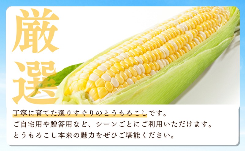 とうもろこし 先行予約 森のとうもろこし 10～11本 しんちゃん農園 大人気 甘い 野菜 夏野菜 旬 夏 高糖度 産地直送 旬の野菜 季節の野菜 おやつ 行列のできる コーン 先行 予約 2025 