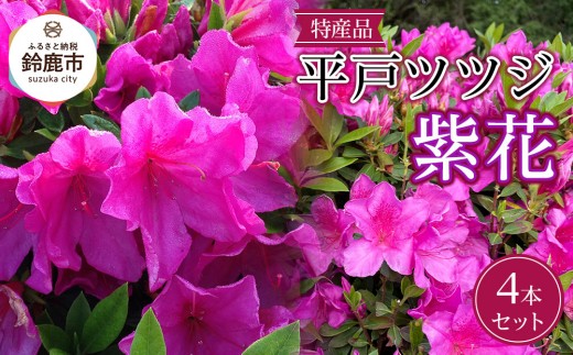 
                  特産品 ヒラトツツジ紫花 4本セット
                