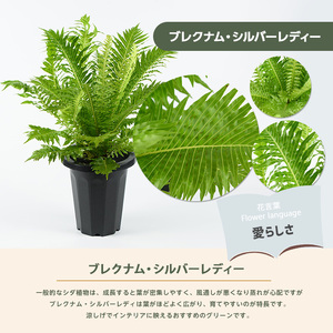 2026年4月上旬～発送【観葉植物】ブレクナム・シルバーレディー 50cm～70cm  (JAいぶすき/IB165-020)  植物 グリーン シダ おしゃれ インテリア 室内 インテリアグリーン ※