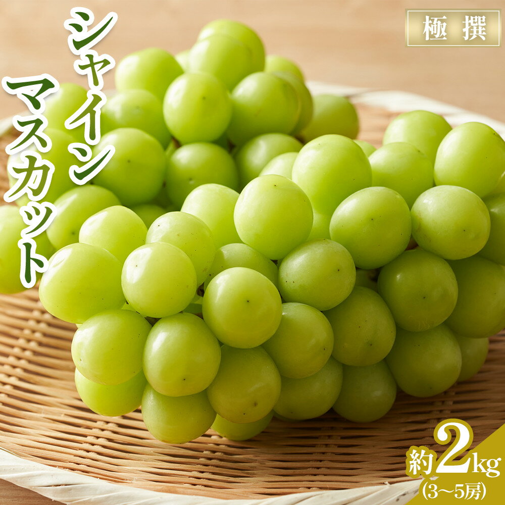 【ふるさと納税】【2025年8月中旬より発送】極撰！シャインマスカット 約2kg (3～5房) | フルーツ 果物 くだもの 食品 人気 おすすめ 送料無料