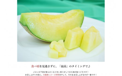 糖度15度以上！京丹後砂丘メロン2玉入り　（2Ｌサイズ以上）／北畿水産(2026年6月下旬～発送) 国産 2玉 フルーツ 果物 メロン 砂丘メロン 甘い 糖度 京都 ふるさと納税 フルーツ ふるーつ 