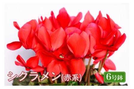 石岡育ちの シクラメン 赤系 6号鉢 クリスマス フラワー ギフト プレゼント 鉢植え 鉢花 冬 花 茨城県 石岡市 国産 送料無料 産地直送 (G776) (F12-001)