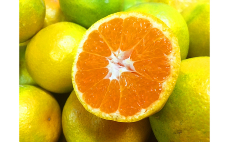 紀州和歌山有田産ゆら早生みかん10kg サイズお任せ ※2024年10月中旬頃～2024年10月下旬頃に順次発送予定(お届け日指定不可) 【uot734】