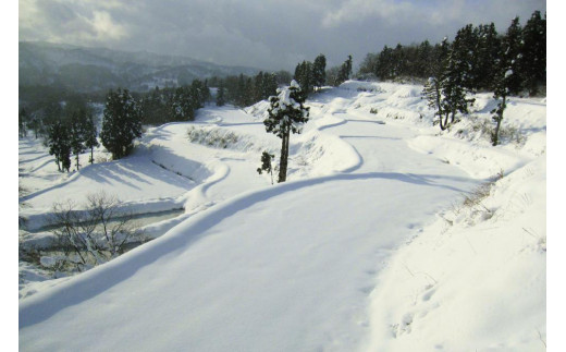 米 200kg数量限定 令和5年／新潟上越産「標高480ｍの山間地で育てた棚田米コシヒカリ」玄米10kg コシヒカリ