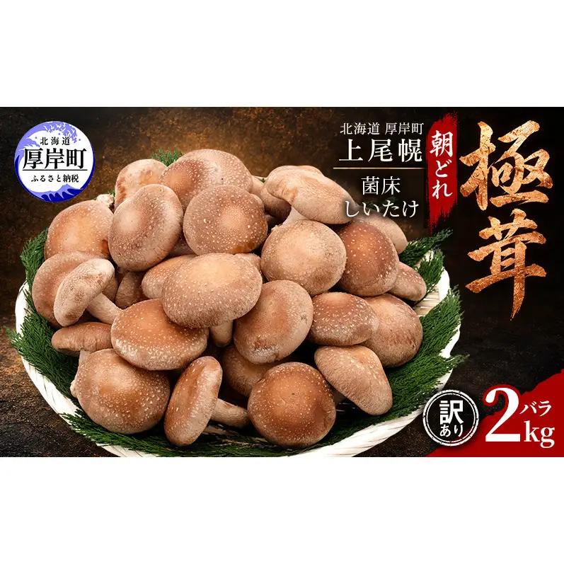訳あり 椎茸 北海道 厚岸町 上尾幌 朝どれ 菌床 しいたけ 「極茸」 バラ 2kg 【上尾幌きのこ生産協同組合】[ きのこ キノコ 新鮮 肉厚 国産  品評会で金賞受賞 ]