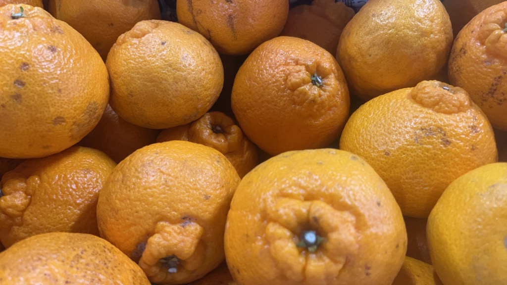 先行予約 訳あり 不知火 5kg 規格外 サイズ不選別 果物 くだもの フルーツ 柑橘 2026年1月下旬～2月下旬発送予定