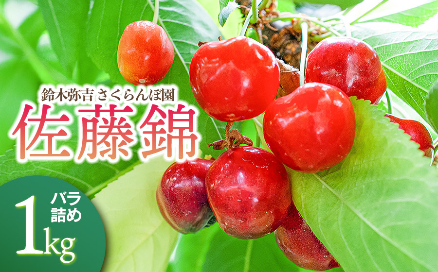 【令和8年産先行予約】 鈴木弥吉さくらんぼ園の佐藤錦　Lサイズ バラ詰め 1kg (500g×2)  山形県鶴岡産　K-866　| サクランボ チェリー 果物 くだもの フルーツ 1キロ 旬 人気 美