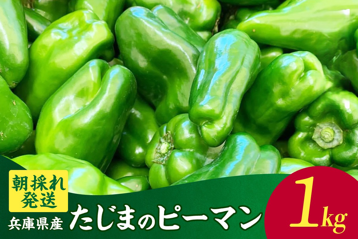 【先行予約】【朝採れ発送「たじまのピーマン」1kg】野菜 ピーマン たじま たじまピーマン 新鮮野菜 サラダ 野菜 絶品 新鮮 ふるさと納税 兵庫県 香美町 村岡 むらおか夢アグリ 41-26