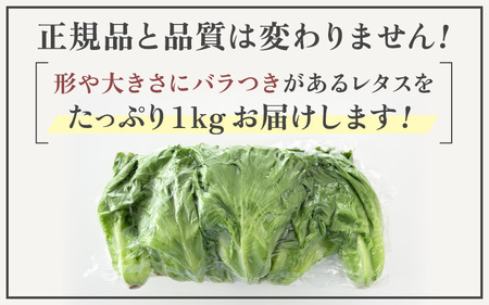 【訳あり】低カリウムレタス 1kg (500g×2袋) 不揃い クリーンルーム栽培 無農薬 鮮度長持ち 【野菜 生野菜 レタス サラダ 水耕栽培 洗わず食べられる 時短 付け合わせ 規格外】レタス フ