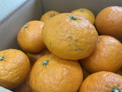 訳あり 甘平 5kg ご家庭用 人気 数量限定 先行予約 みかん 愛媛 柑橘 【2025年1月以降順次発送】｜B151