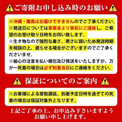 ふるさと納税 肝付町 ニジイロクワガタ 成虫ペア オス(55mm以上) メス(フリーサイズ)　A76001 |  | 01