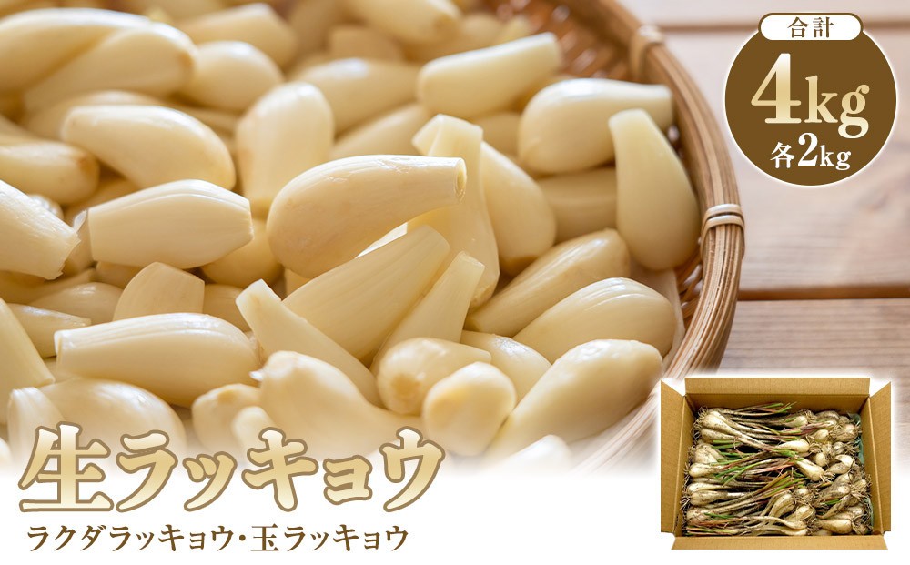 
                  生ラッキョウ　計4kg（ラクダラッキョウ×2kg　玉ラッキョウ×2kg）　※2026年5月下旬～7月上旬頃に順次発送予定【らっきょう らっきょ ラッキョ 生らっきょう ラクダラッキョウ ラクダらっきょう 玉らっきょう 詰合せ ご飯 カレー 鳥取県産 北栄町 おすすめ 人気】
                