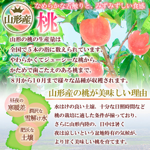 山形市産 白桃 特秀品 約5kg (12～20玉) 柔らかくなる桃【令和8年産先行予約】FS24-757 くだもの 果物 フルーツ 山形 山形県 山形市 2026年産