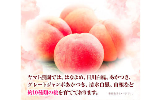 モモ 2kg ヤマト農園 《6月下旬‐7月下旬出荷》桃 もも 果物 フルーツ はなよめ 日川白鳳 あかつき グレートジャンボあかつき 清水白鳳 山根 ヤマト農園 徳島県 上板町 【配送不可地域あり】