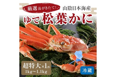 かに卸問屋がお届け・自社釜ゆで！山陰沖ゆで松葉がに 1ｋｇ～1.1ｋｇ 超特大サイズ（11月発送）／北畿水産
