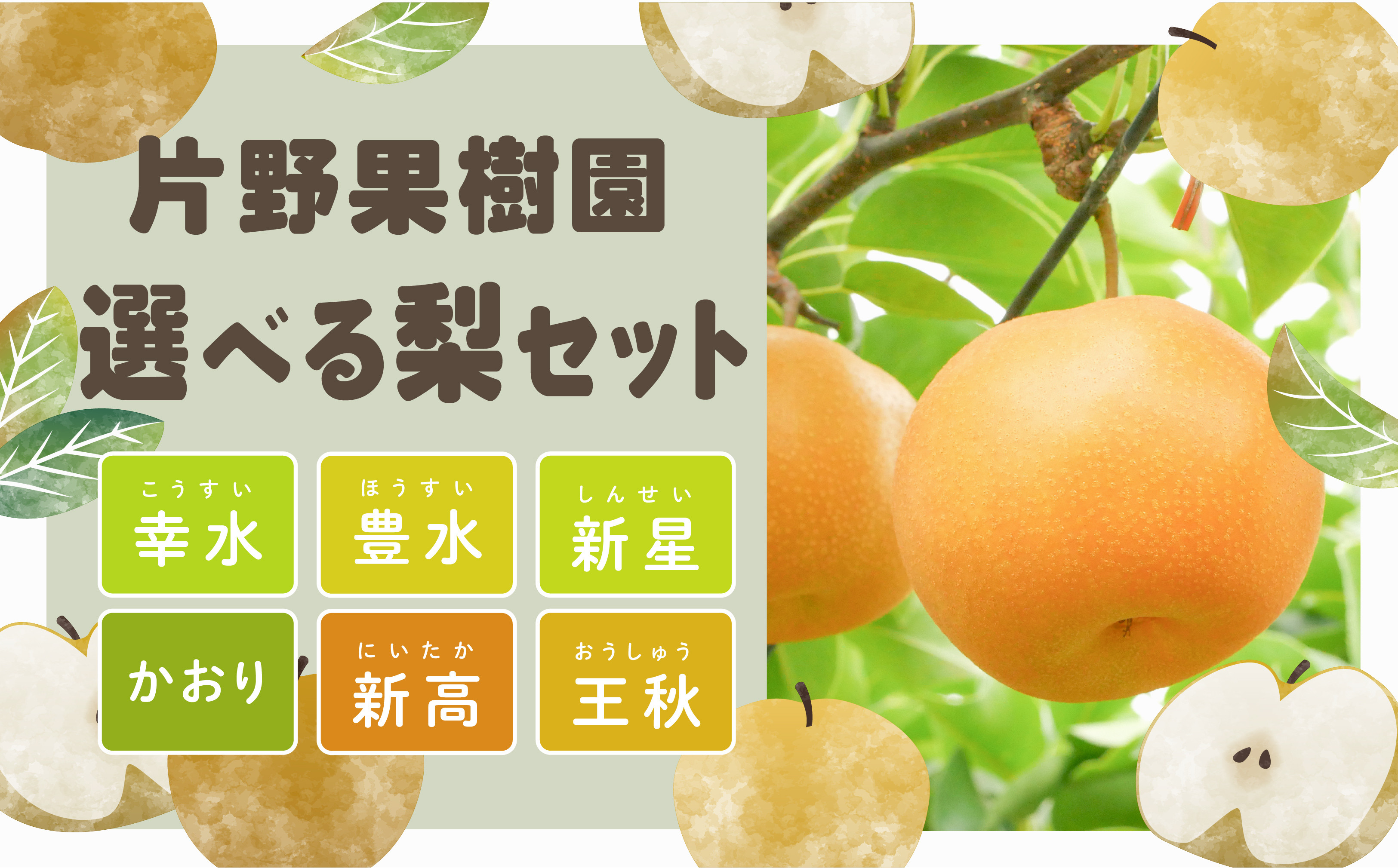 
            ＜ 先行予約 ＞【選べる内容量 / 品種】【最短2025年8月上旬以降発送】片野果樹園 幸水 豊水 新星 かおり 新高 王秋 梨 約 3kg 5kg 幸水梨 なし ナシ フルーツ 果物 旬 産地直送 国産 茨城県 こうすい ほうすい しんせい にいたか おうしゅう
          