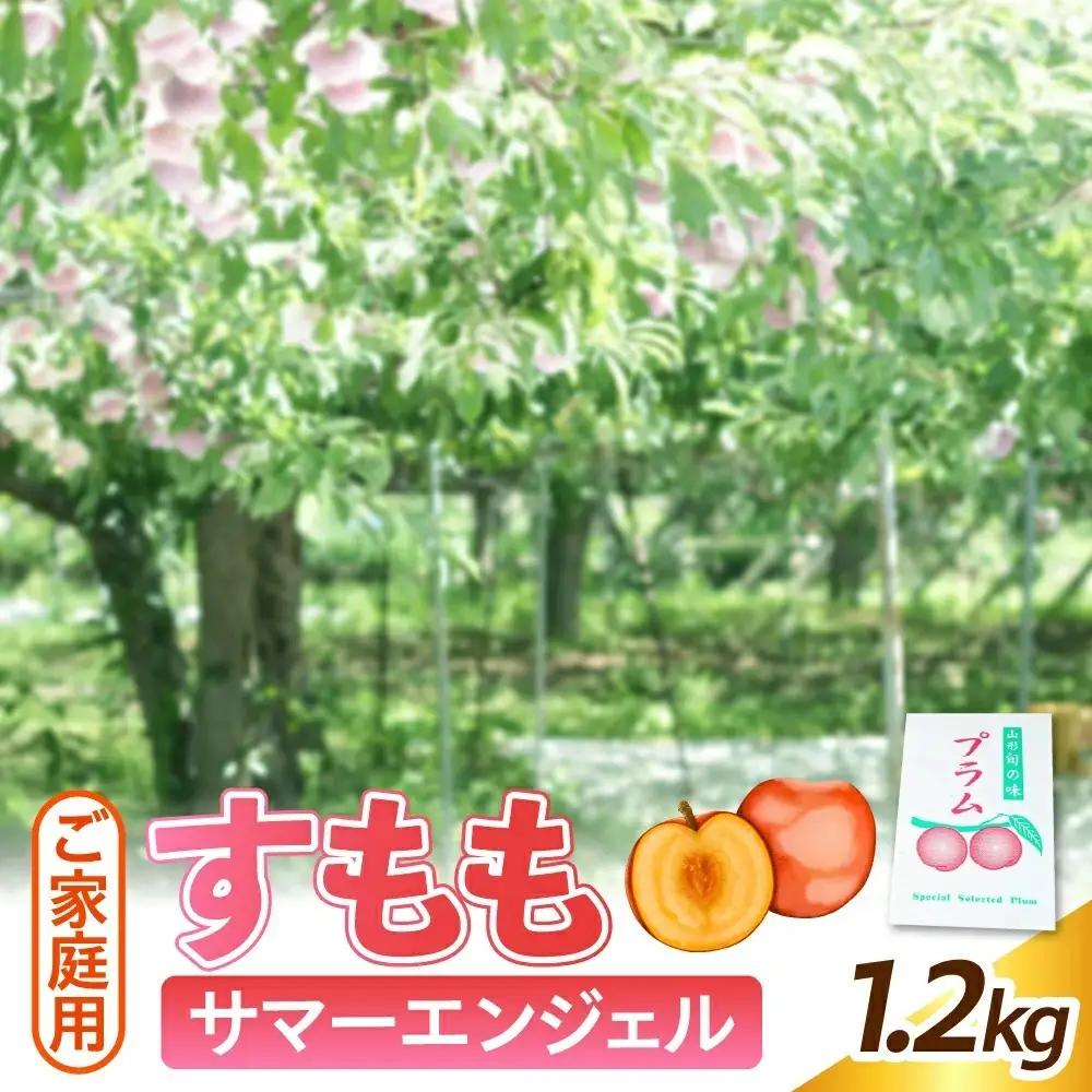 すもも（サマーエンジェル）１.２ｋｇ　ご家庭用　0012-2603