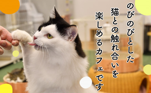 猫カフェいろり　ご利用優待券（1時間分）×3枚セット