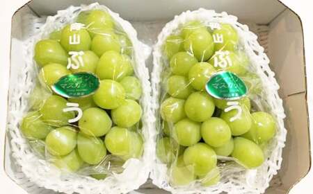 岡山シャインマスカット 2～4房 1.5キロ以上【2026年9月上旬～10月下旬まで順次発送予定】【シャインマスカット シャイン マスカット 人気フルーツ 岡山フルーツ おすすめフルーツ 岡山県 倉敷