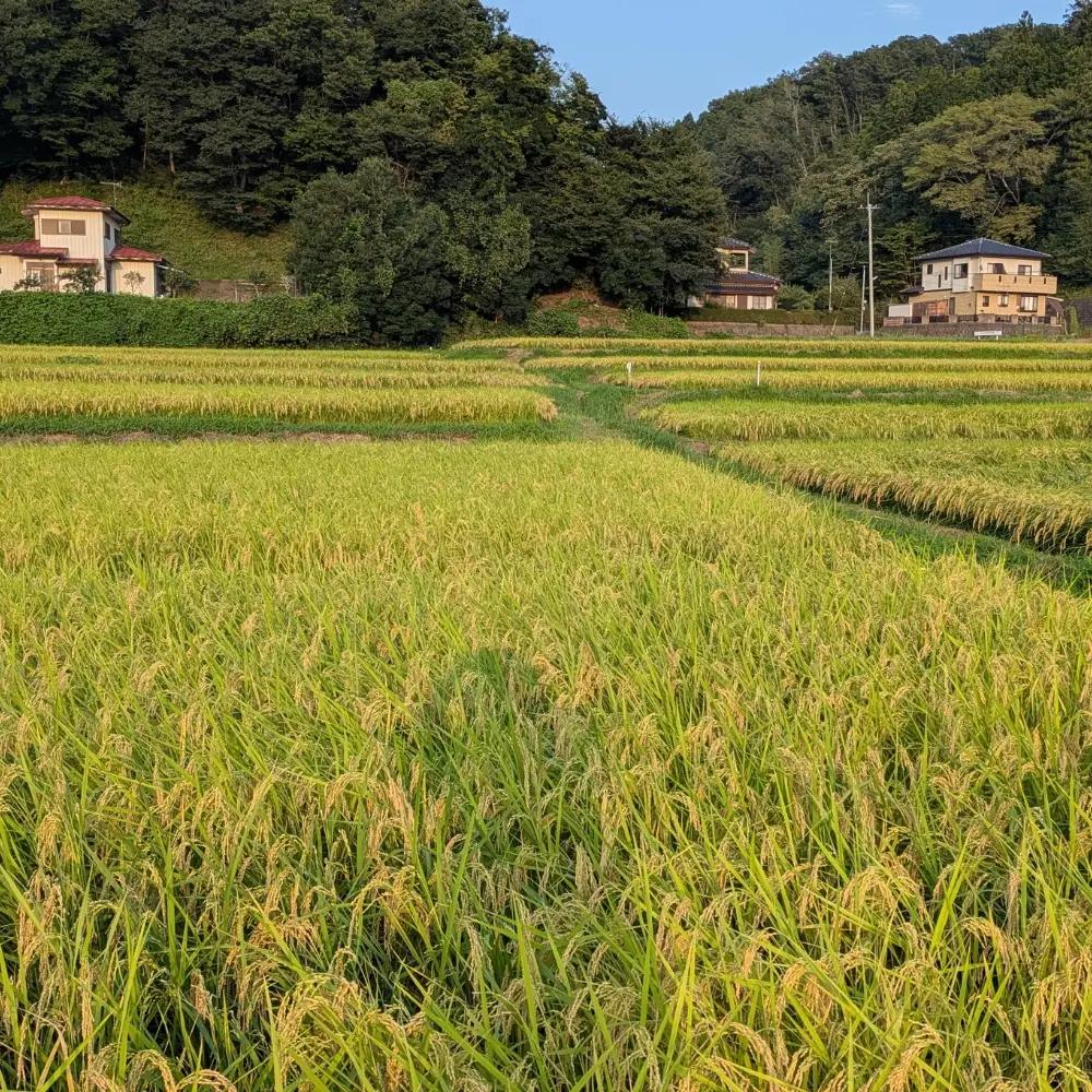 50-16【10月下旬発送】【5か月定期便】天水の棚田米  コシヒカリ 5kg