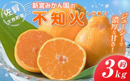 新宮みかん園の不知火 L～3Lサイズ 約3㎏ 【2026年2月上旬～6月上旬発送予定】 みかん ミカン 蜜柑 不知火みかん しらぬい デコポン でこぽん 温州みかん 完熟みかん 国産 佐賀県産 太良町 期間限定 詰め合わせ L58x1