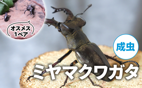 【配送期間は2025年6月下旬～8月上旬に随時配送】ミヤマクワガタ（成虫）オスメス１ペア