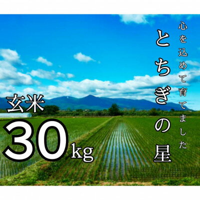 【ふるさと納税】令和7年産 とちぎの星 玄米 30kg【1628168】