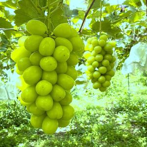 BLOOM LEAF シャインマスカット2房 ＜2025年9月中旬発送開始＞【人気シャインマスカット 内子町産シャインマスカット おすすめシャインマスカット 】