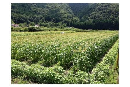 H-97　右田農園の朝採りとうもろこし（１０本入り）