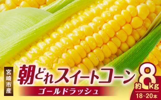 《2026年発送先行予約》【数量・期間限定】宮崎市産朝どれスイートコーン（ゴールドラッシュ）約8kg_M320-001
