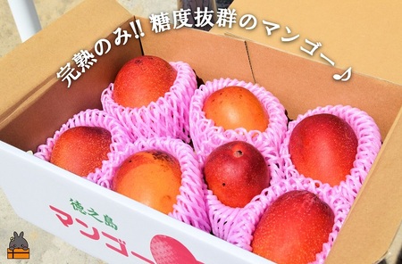 ≪今が旬！≫訳あり！【家庭用】徳之島産完熟マンゴー2kg（4～8玉）( マンゴー フルーツ わけあり 訳あり 訳有 果物 完熟 無加温 徳之島 世界自然遺産 美味しい とろける 旬 贅沢 糖度 南の島