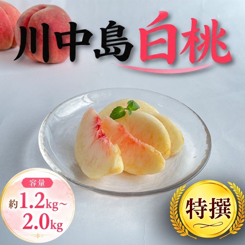 【ふるさと納税】特撰 白桃 期間限定 約1.2kg~約2.0kg 川中島白桃 8月下旬発送 先行予約 白桃 完熟 もも モモ 果物 くだもの 産地直送 農家直送 デザート 詰め合わせ 贈答 ギフト 新鮮 甘い ピーチ 夏 2026 特産品 岩手県 盛岡市 東北 岩手 盛岡 ふじむら農園 fujimura003P