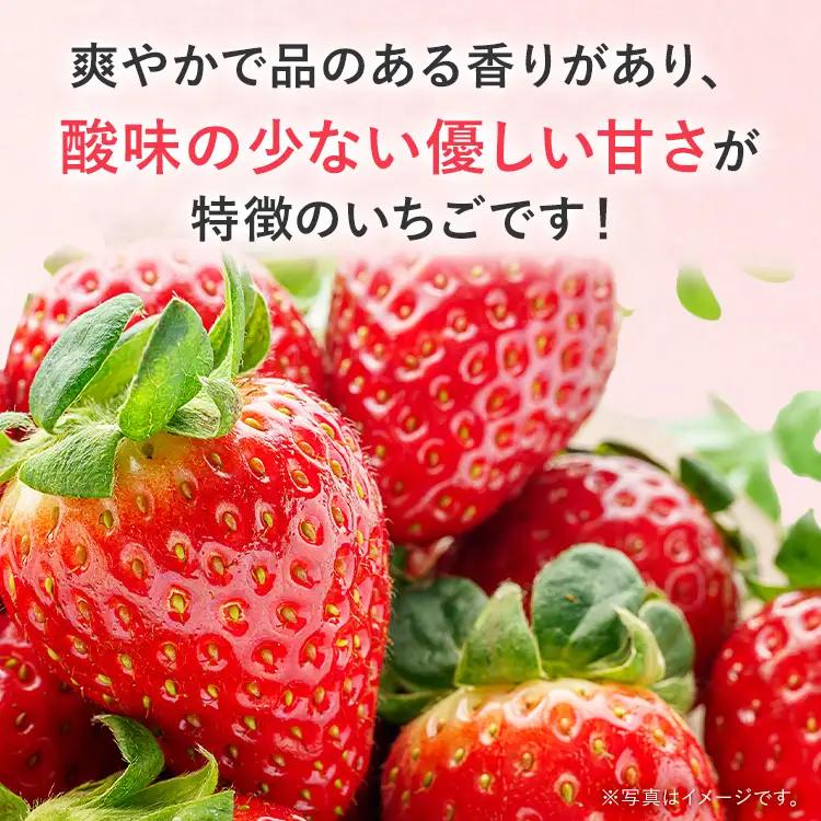 いちご   農家直送完熟いちご かおり野 4パック 【2027年2月上旬～4月末頃に順次発送】 いちご  
