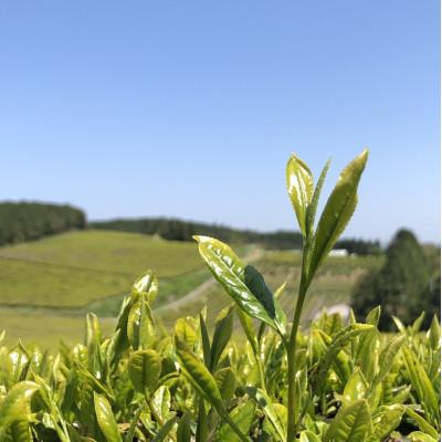 ふるさと納税 水俣市 芳醇和紅茶〜Kuu〜空(2gx10個)10袋セット【ノンカフェイン】 |  | 02