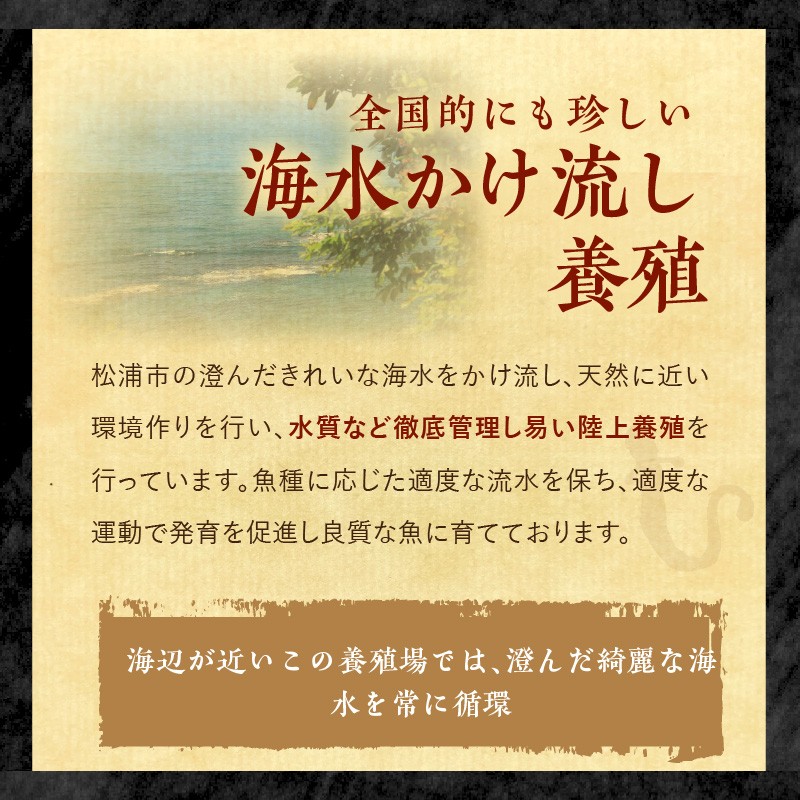 数量限定！海水かけ流しうなぎ蒲焼2尾( 数量限定 うなぎ蒲焼 海水かけ流しうなぎ 逸品 ご飯が進む )【B5-102】