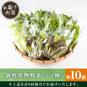 i678-A ＜定期便・計6回(隔月)＞ひかりのお野菜(約10束・5～6種)【ひかりの郷】