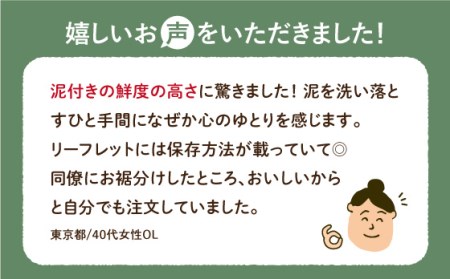 【祖母は101歳 健康長寿の源はれんこん！】 白石 れんこん 約3kg /新鮮なれんこんを産地直送！ れんこん 佐賀 白石れんこん 泥付きれんこん 夏はシャキシャキれんこん 冬はホクホクれんこん おで