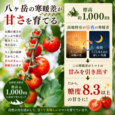 【先行受付】八ヶ岳産　高原育ちのフルーツミニトマト サマー千果 約2kg【配送不可地域：離島】
