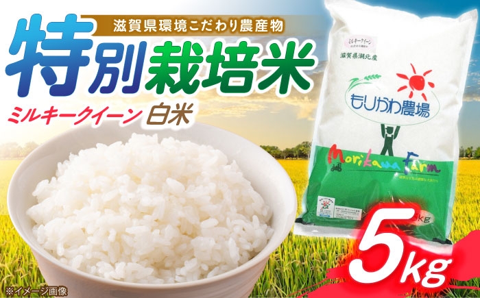 
                  低農薬栽培 ミルキークイーン 白米5kg　滋賀県長浜市/有限会社もりかわ農場 [AQBL027]
                