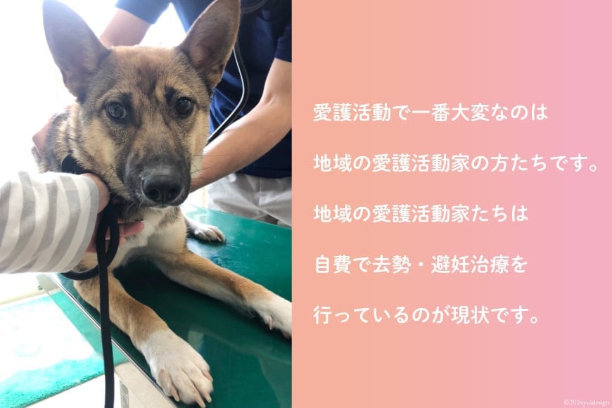 愛護支援 去勢・避妊治療支援 1万円 [Animal Care Salvation 福岡県 筑紫野市 21761527] 動物 ペット 愛護 TNR 保護 動物福祉 保護施設 里親 犬 猫 イヌ ネコ