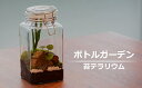 【ふるさと納税】素心園のボトルガーデン（ガラスビンに入った苔テラリウム）【 新潟県 柏崎市 】